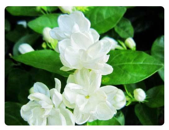 Andhra Pradesh state flower, Jasmine flower, Jasminum officinale